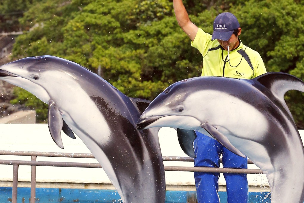 Dolphins are speared and then sold in the violent Taiji hunts. Photo: Kyodo