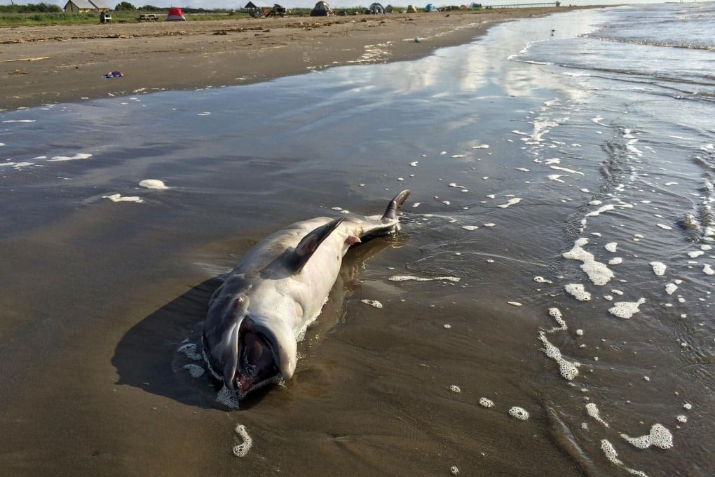 A dead dolphin washed ashore in the Gulf of Mexico.Photo: AP