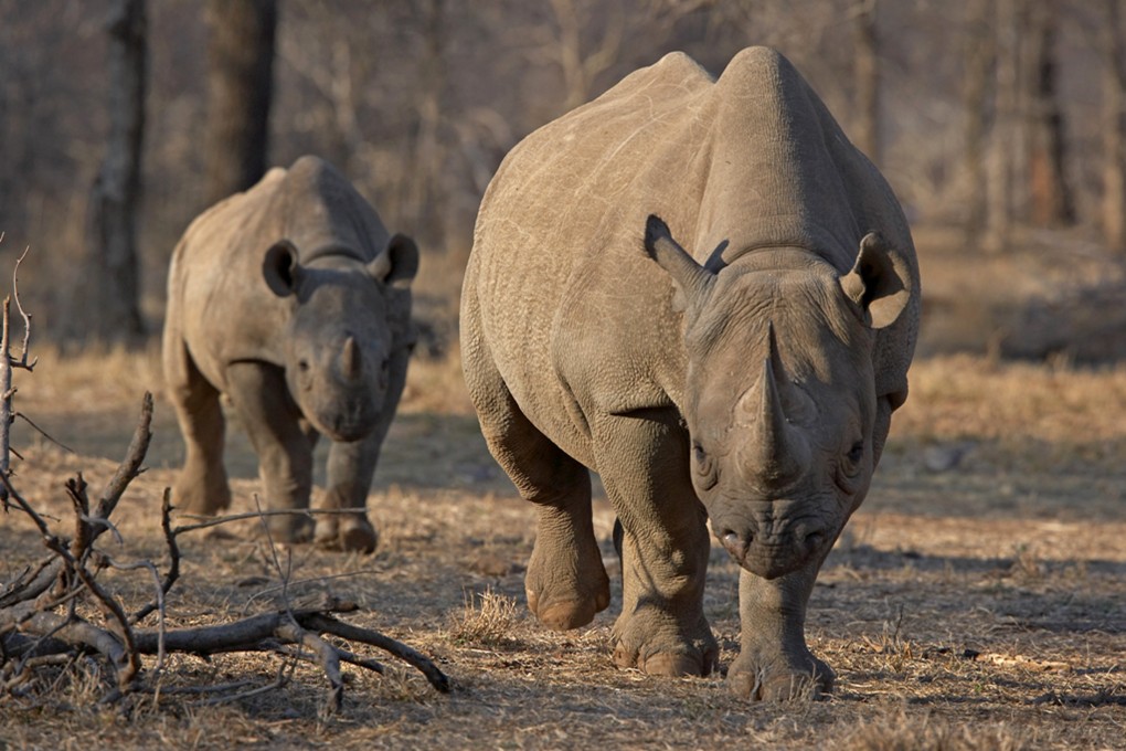 A black rhino and her calf. Namibia sells hunters five licences to kill the critically endangered species each year. Photo: Reuters