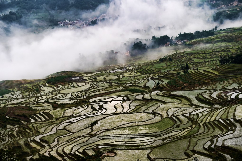 Rice fields in southwest China's Yunnan Province. A new discovery could lead to the most productive rice strain increasing its yield by more than 20 per cent. Photo: Xinhua