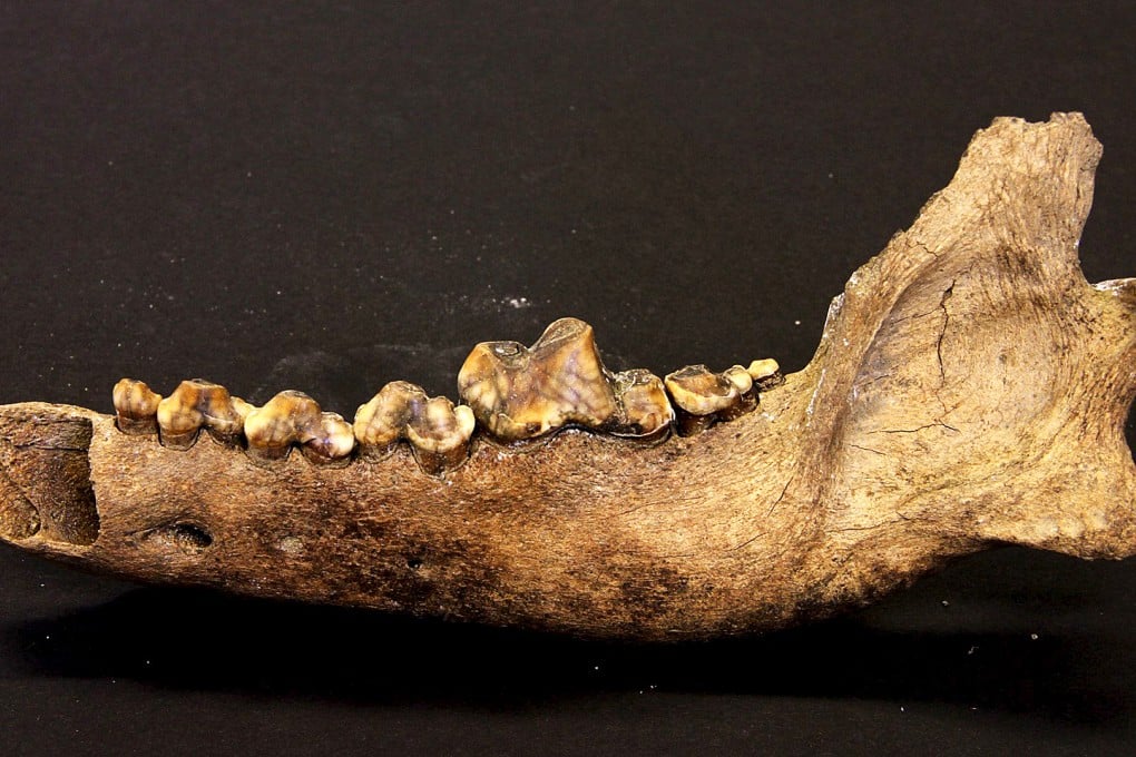 The lower jawbone of a Taimyr wolf that lived approximately 27,000 to 40,000 years ago is seen in an undated handout picture courtesy of geneticist Love Dalén of the Swedish Museum of Natural History. Photo: Reuters