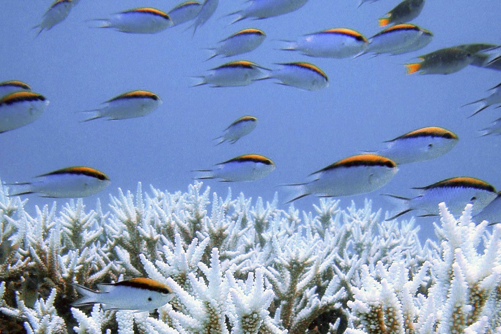 The Carmichael mega-mine could see an additional 560 ships pass through the Great Barrier Reef each year. Photo: Reuters