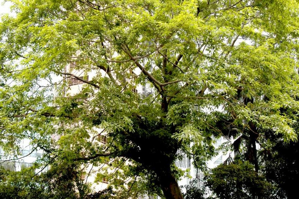 The tree weighed more than 20 tonnes and was a safety risk.