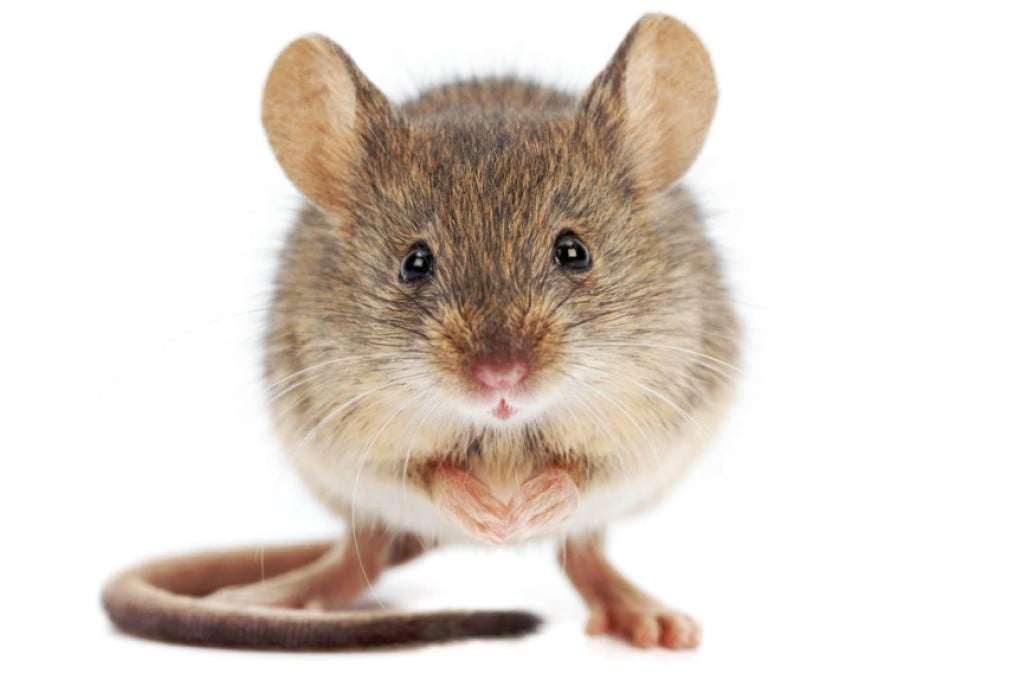 A Chinese research team says it has found a way to train mice to respond swiftly to different odours with 98 per cent accuracy. Photo: Shutterstock