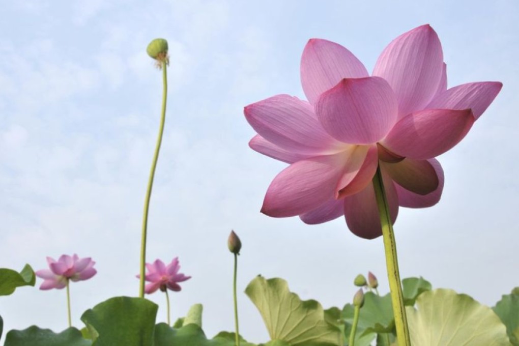 City of the lotus flower