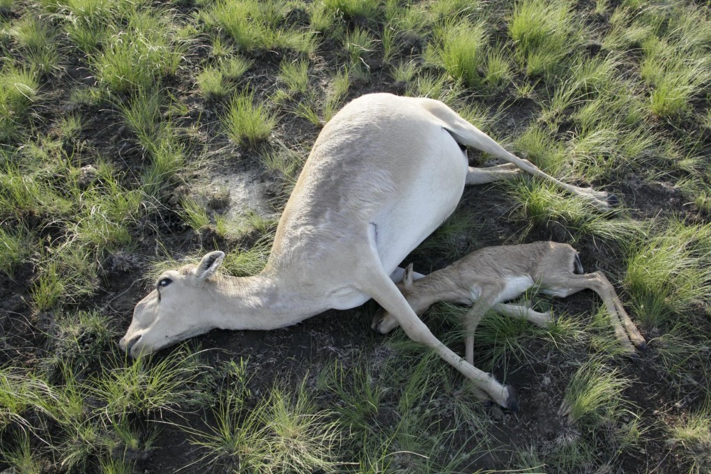 Dead saiga antelopes discovered earlier this month.Photo: Reuters