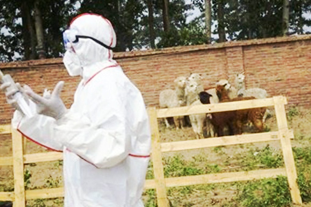 A vet at the farm where the alpacas were quarantined. Photo: SCMP Pictures