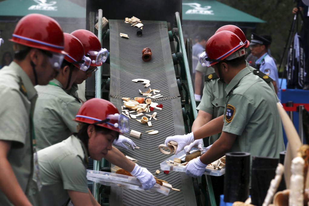 Officials place ivory on a conveyor belt to a crusher at the ceremony in Beijing. Photo: Reuters