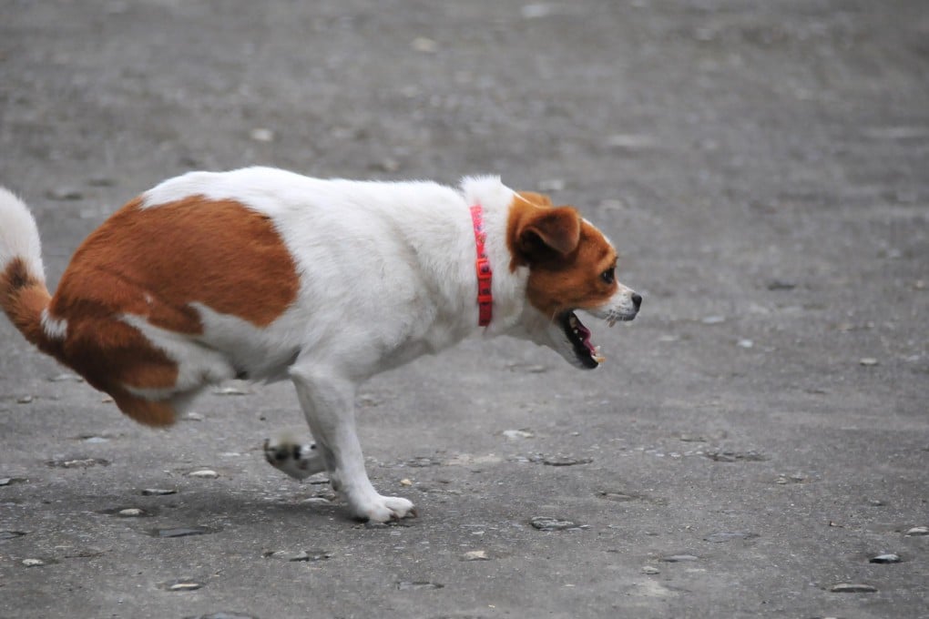 Lelly has been made the canine ambassador of Animals Asia Foundation. Photo: Red Door News/Animals Asia