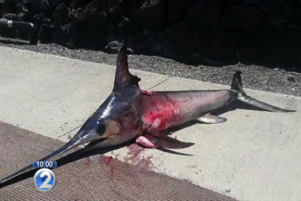 The speared swordfish lies next to the water.Photo: SCMP Pictures