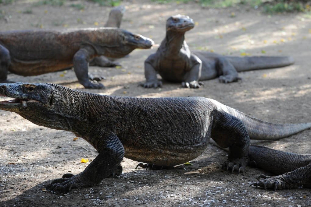 Komodo dragons can weigh 135kg and measure 3.5 metres long, but the one that attacked a zookeeper in Omaha was a 1.2-metre juvenile. Photo: AFP