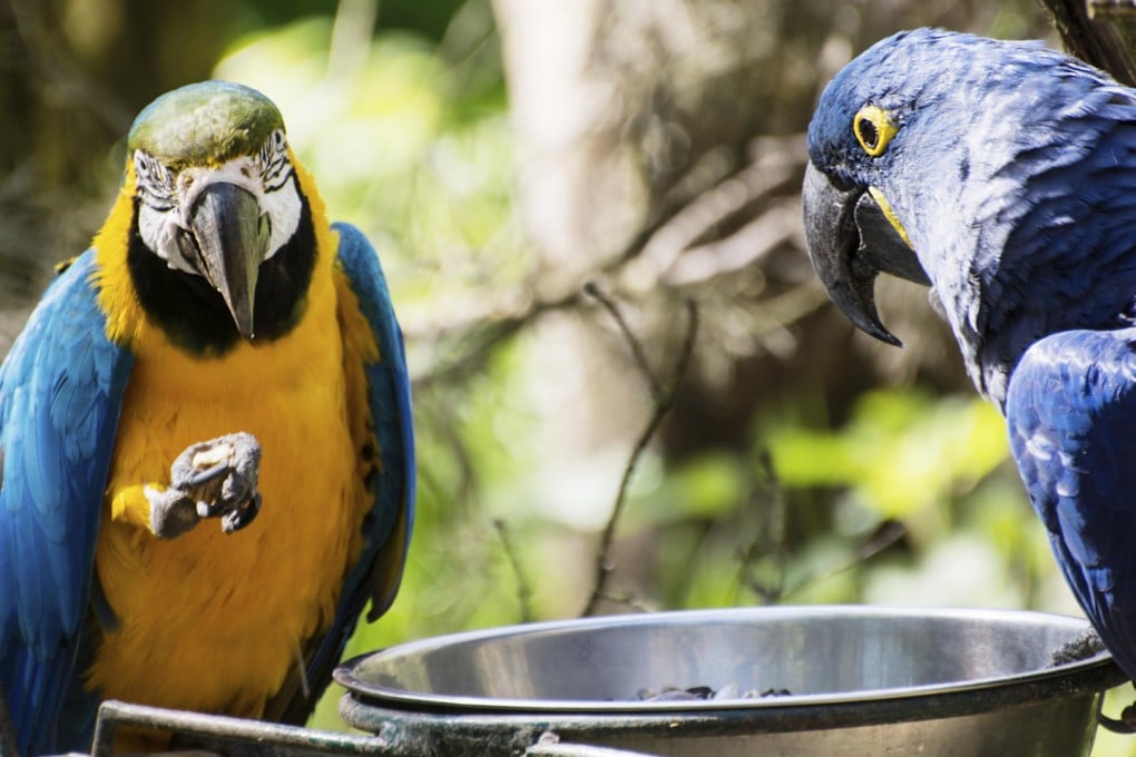 Parrots should be fed a diet of pellets and organic seeds. Photos: Thinkstock