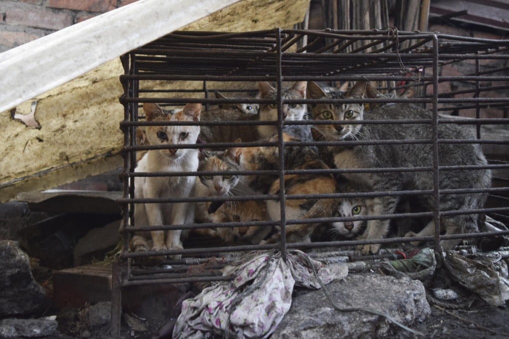 Cats await slaughter opposite the Quy Beo restaurant, in Va town, Bac Ninh province, Vietnam.