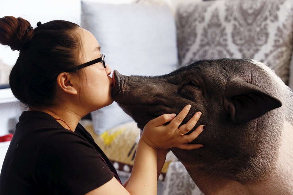 Zhu Roumeng kisses with her pet pig Wuhua at her house in Beijing. Zhu has raised the female pig, which weighs around 85 kilogram, for the last three-and-half years and they've recently become an internet sensation after she posted her selfies with her pet pig on China's microblogging sites. Photo: Reuters