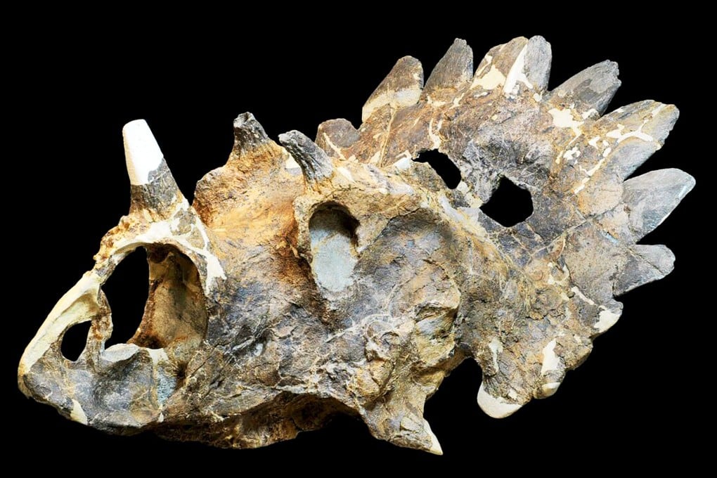 The magnificent horned skull of Regaliceratops peterhewsi, with its distinctive spiked crest. Photo: Reuters
