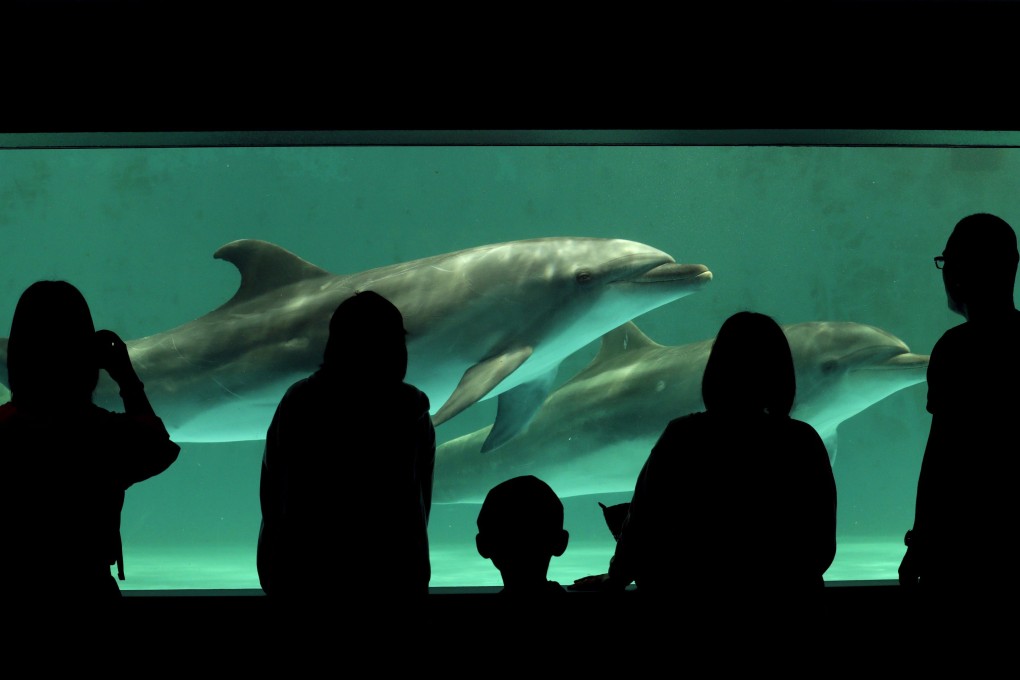 Japanese Association of Zoos and Aquariums (JAZA) said in May that it would prohibit members from acquiring dolphins caught in drive hunting off small whaling town of Taiji in western Japan. Photo: EPA