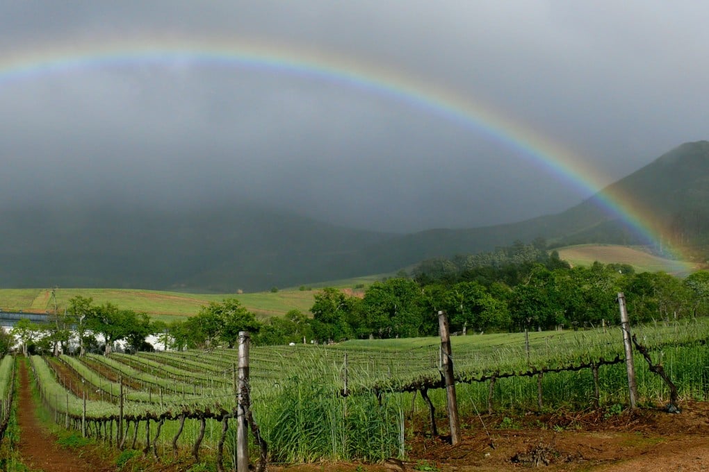 A vineyard in Constantia, South Africa