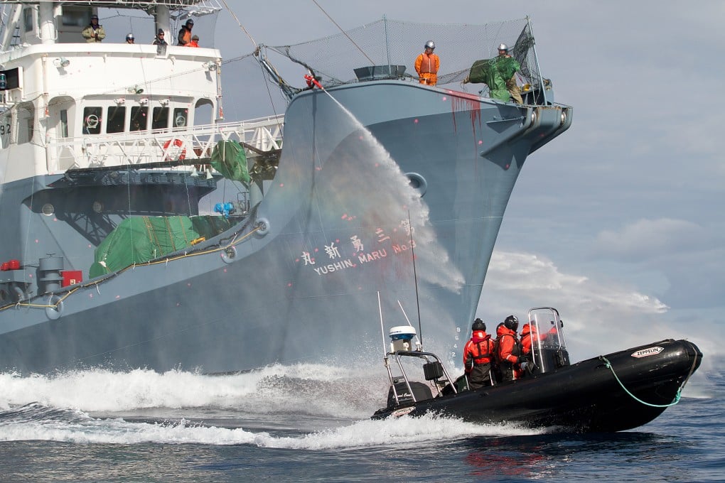 A Sea Shepherd small inflatable tries to dodge water cannon from a harpoon ship it is engaging, in this file photo of a clash at sea between the activists and Japanese whalers. Photo: Gary Stokes