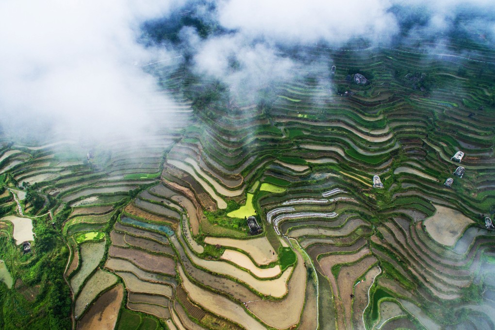 Scientists have cloned a gene from one strain of rice and inserted it into another that requires less fertilisation, which causes smog. Photo: Xinhua