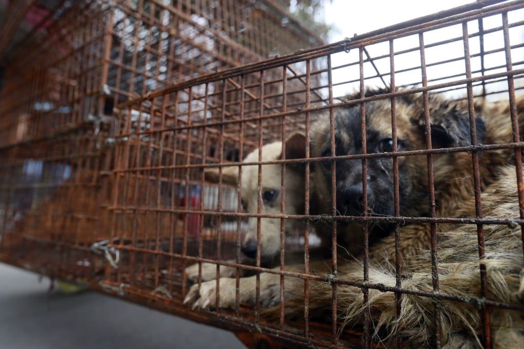 Caged dogs in Yulin waiting to be transferred to a slaughterhouse. Photo: AP Images