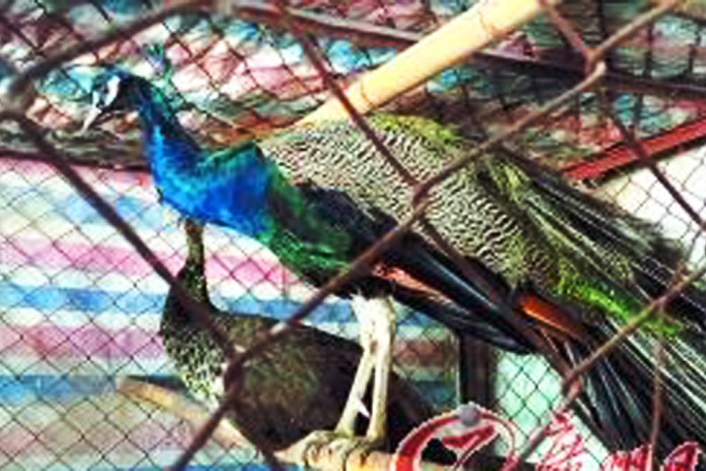 A male peacock on sale at the agricultural products market, in Guangdong province, for 900 yuan. Photo: SCMP Pictures