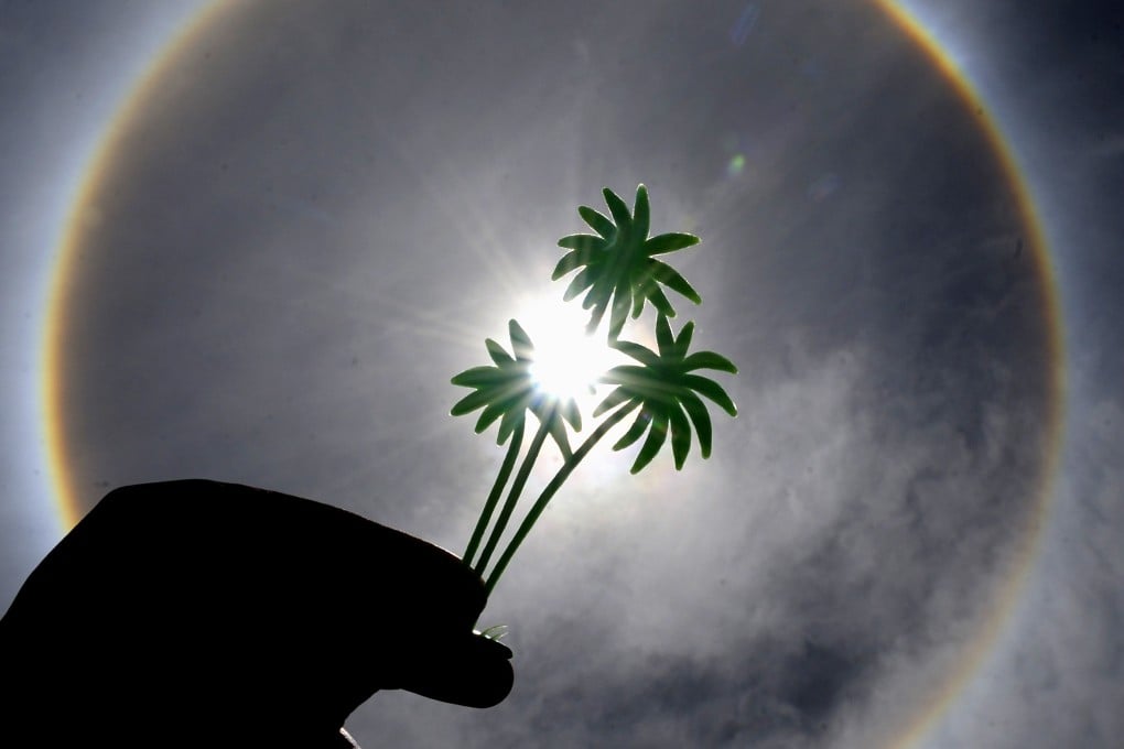 Scientists were inspired by the way plants draw on energy from the sun. Photo: Xinhua