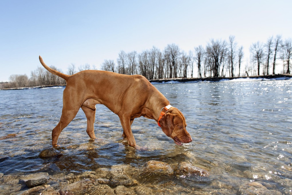 Giardiasis can be difficult to diagnose in dogs and cats. Photos: Thinkstock