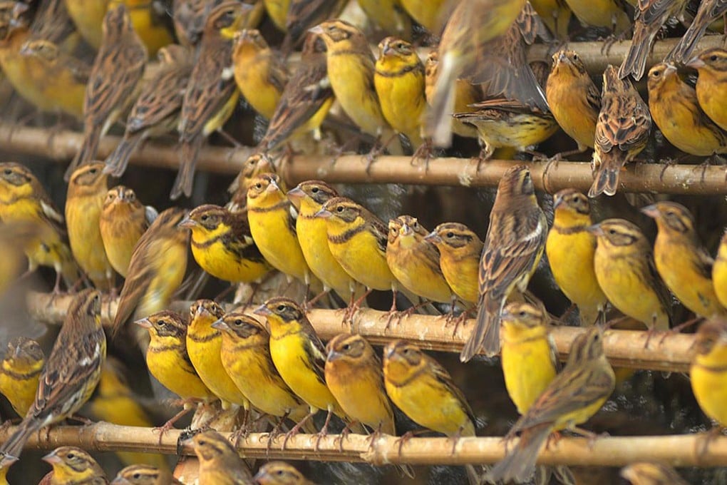 Diners pay around HK$80 each for the yellow-breasted bunting in southern China. Photo: AFP