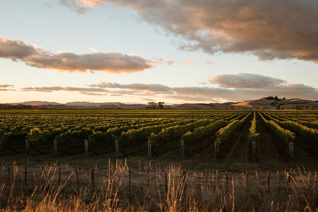 Vidal Estate in Hawke's Bay enjoys a mild maritime climate.