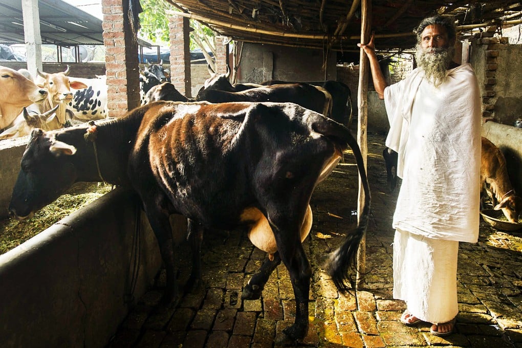 A cow shelter in Geeta Colony, New Delhi, India. There are an estimated 25,000 gaushalas, or “cow shelters”, in India providing cattle with sanctuary from illegal slaughter. Photo: SCMP Pictures