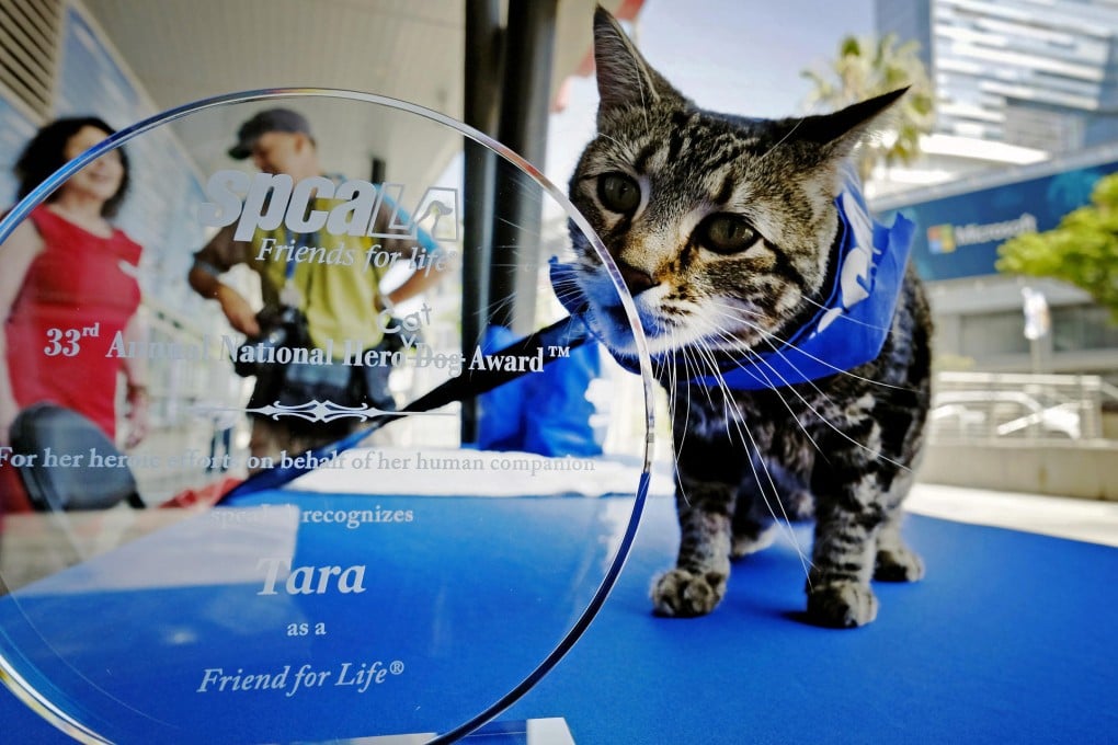 'Hero Dog' award given to courageous cat who saved owner from canine attack