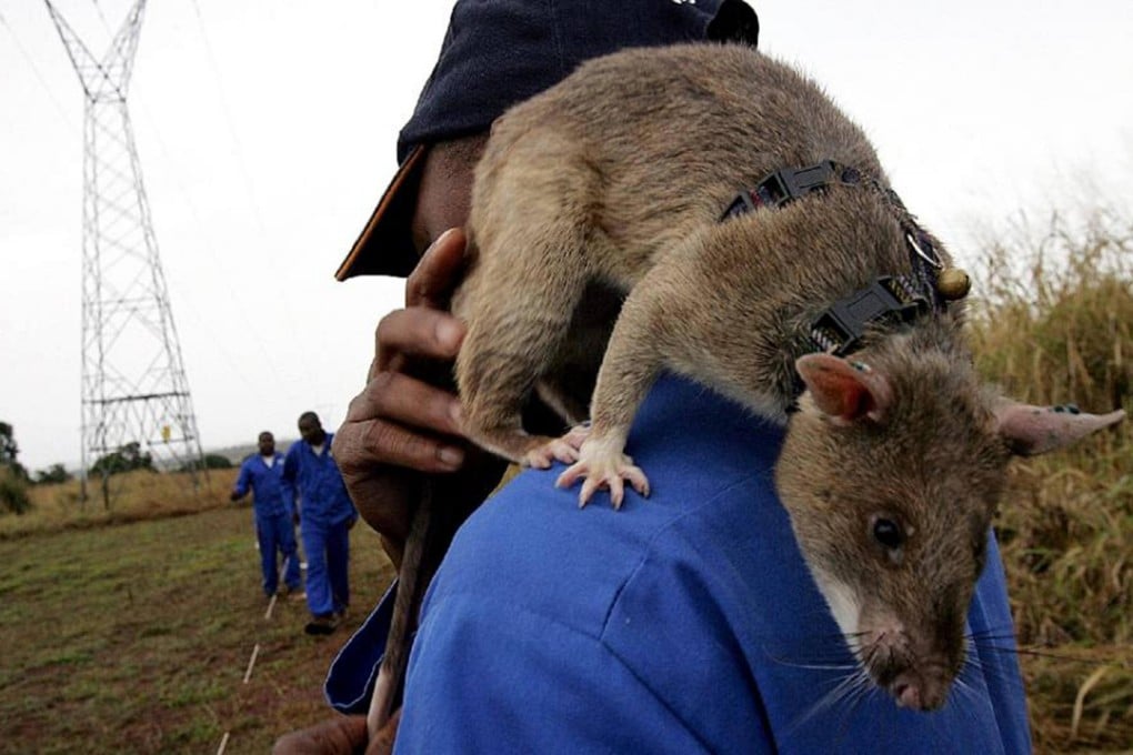 This rat helped find landmines in Mozambique.Photo: AFP