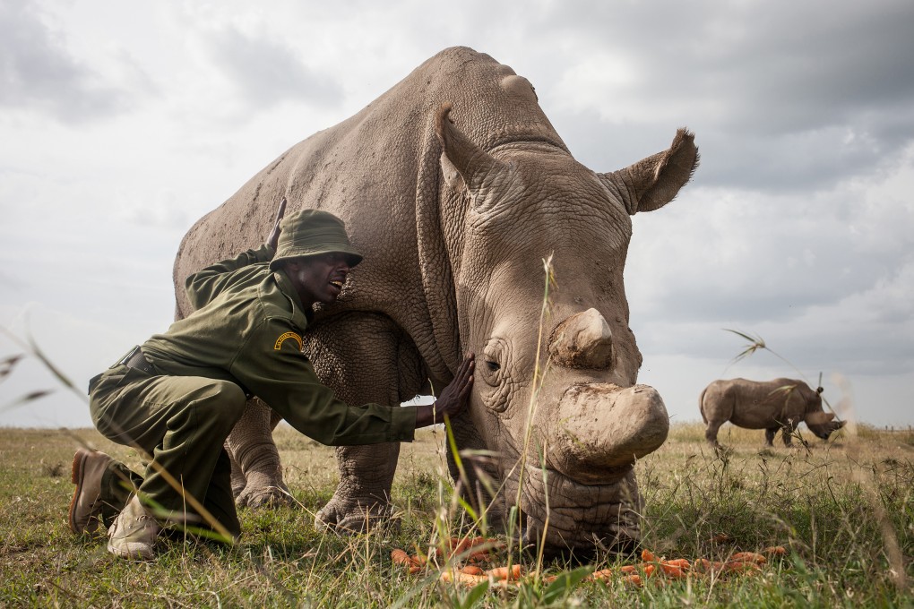 Mohammed Doyo, head caretaker, caresses Najin, a northern white rhino female. Just one elderly male remains of the species. Conservationists are searching for a scientific breakthrough that could save a population that is already effectively extinct. Photo: Washington Post