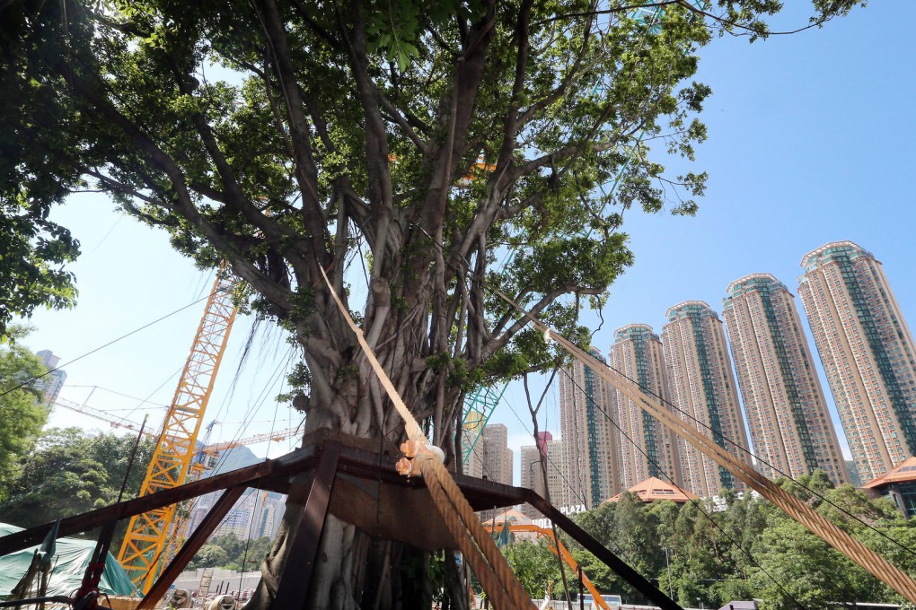 One of the Chinese banyans at the site. Photo: David Wong