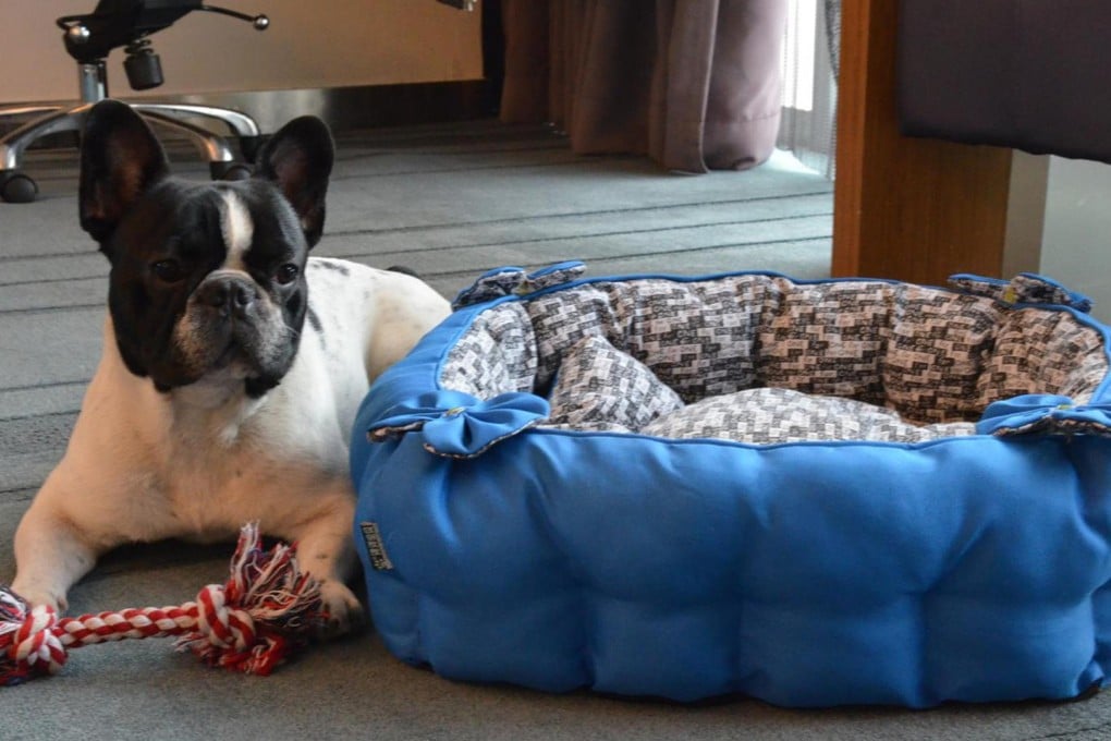 Mainland China has about 300 hotels that accept guests travelling with a pet. File Photo