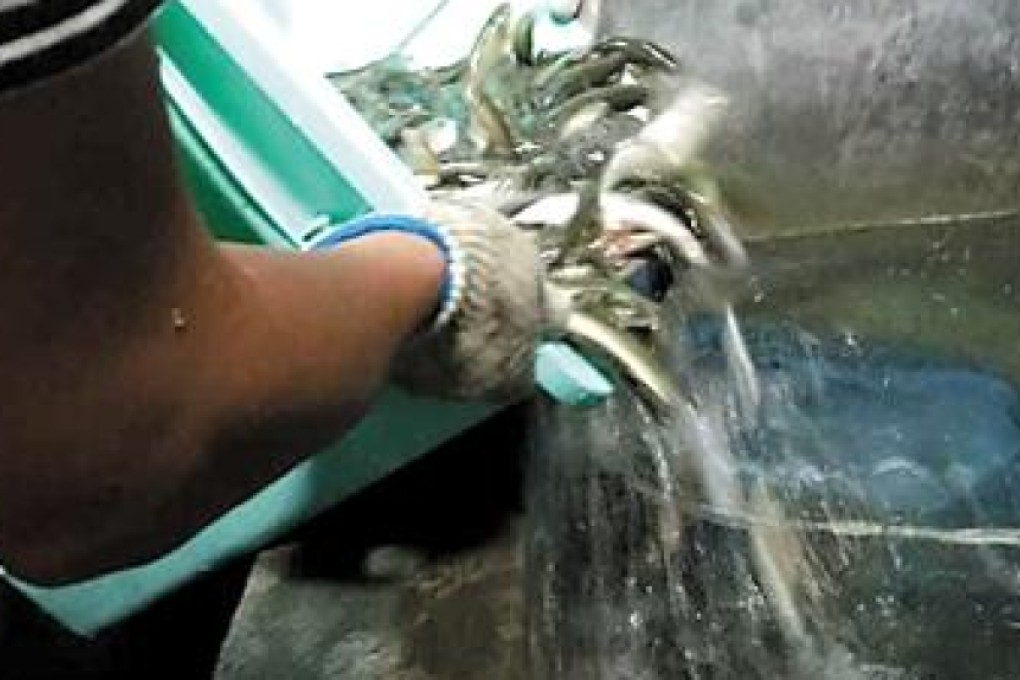 Flooding of the Daning River in China's Chongqing municipality sweeps many thousands of fish into villager Yang Dan's ponds each year. Photo: Xinhua