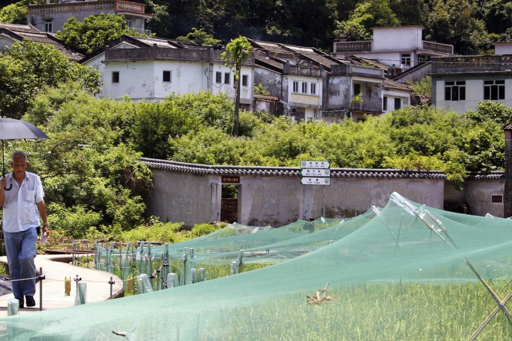 In August, Lai Chi Wo villagers will harvest their rice, with a yield expected to surpass the previous two years. Photo: May Tse