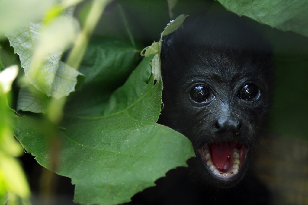 A black howler monkey at a rescue centre in Costa Rica. Vertebrates are going extinct at a rate 114 times faster than normal, a new study reports. Photo: Xinhua