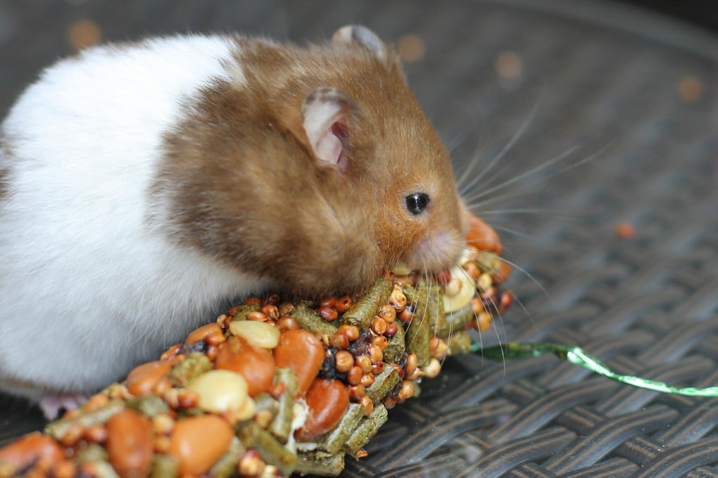 Pets such as hamsters and fish require less commitment than a cat or a dog, making them suitable for young families. Photos: Thinkstock