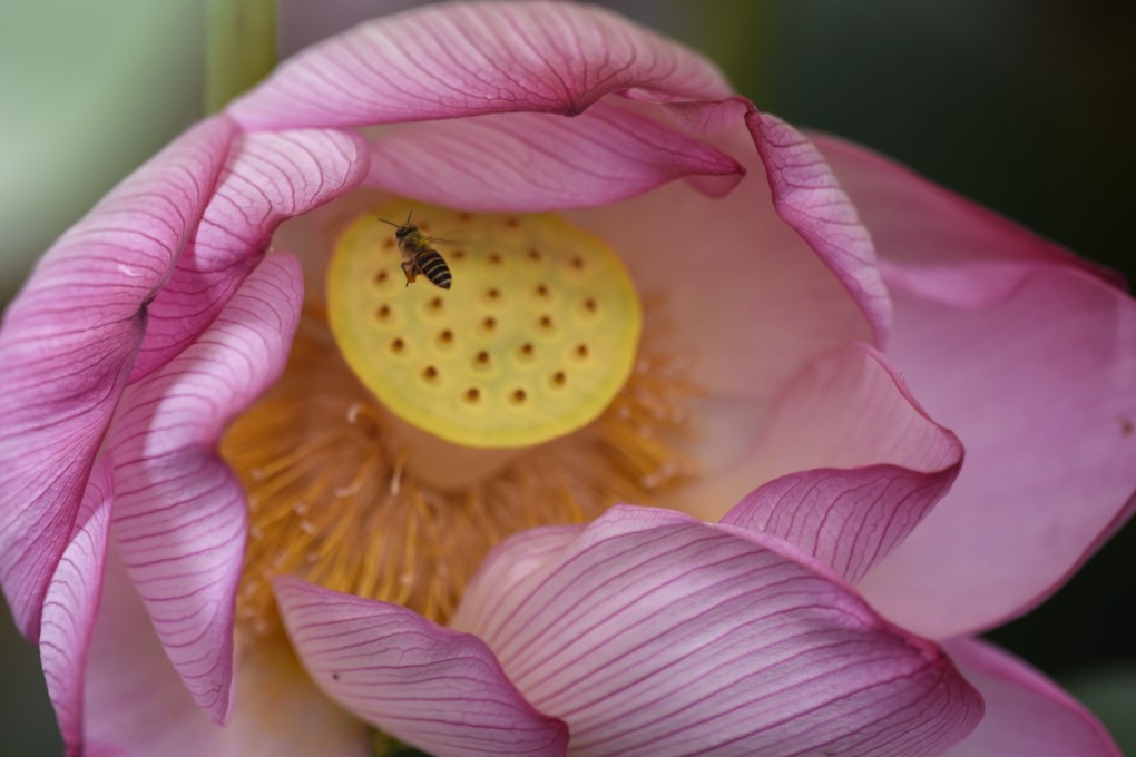 Imidacloprid was found in tests to be slowing down the learning curve of honey bees and making it harder for them to find flowers to pollinate. Photo: Xinhua