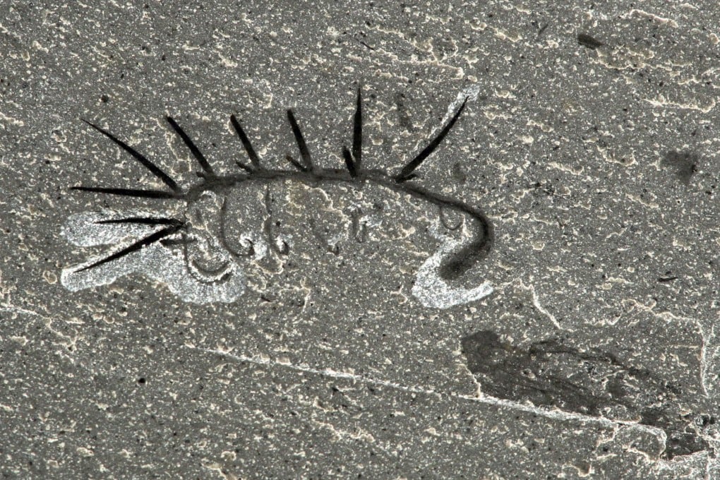 The fossil of a prehistoric worm, theHallucigenia sparsa.Photo: AFP