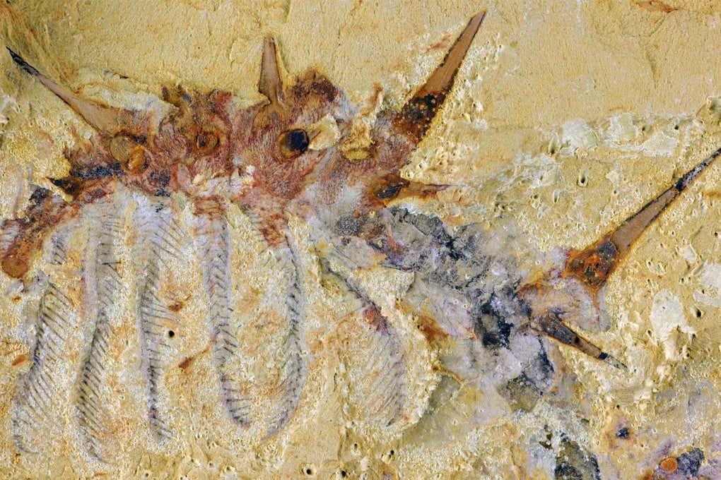 A fossil ofCollinsium ciliosum, found in the Xiaoshiba deposit of southern China.Photo: Reuters