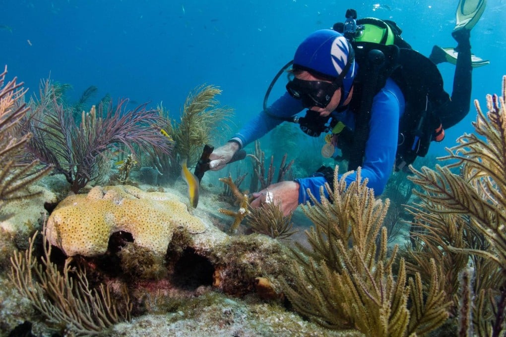 A coral gardening project at Alligator Reef in the Florida Keys. Photo: AFP