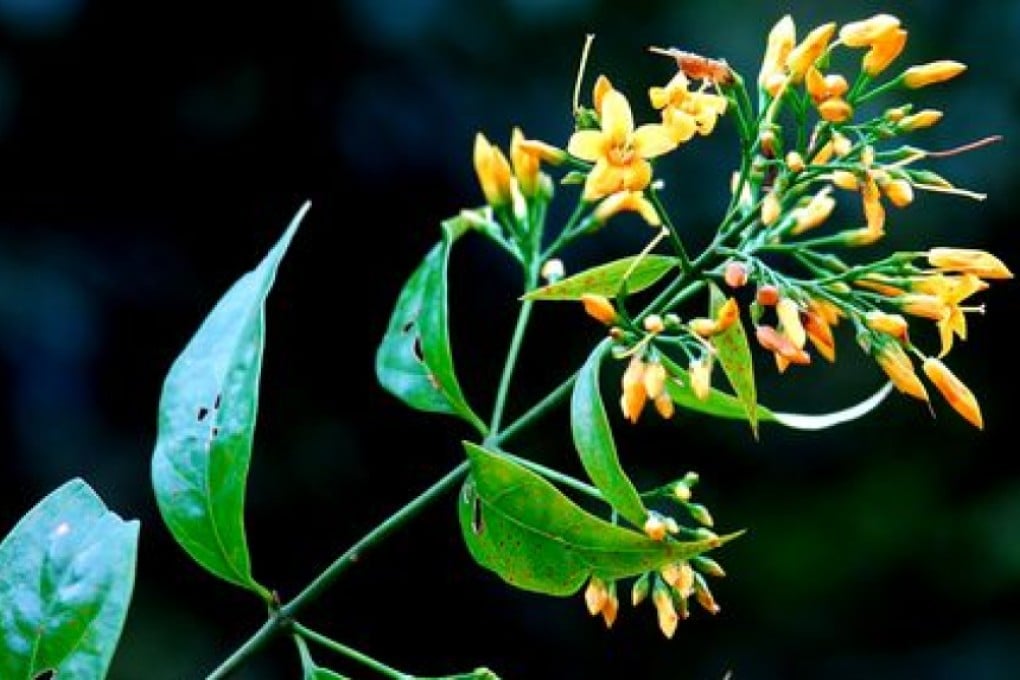 Gelsemium elegans, the most deadly of three varieties of the flowering plant, is indigenous to Asia. Photo: SCMP Pictures