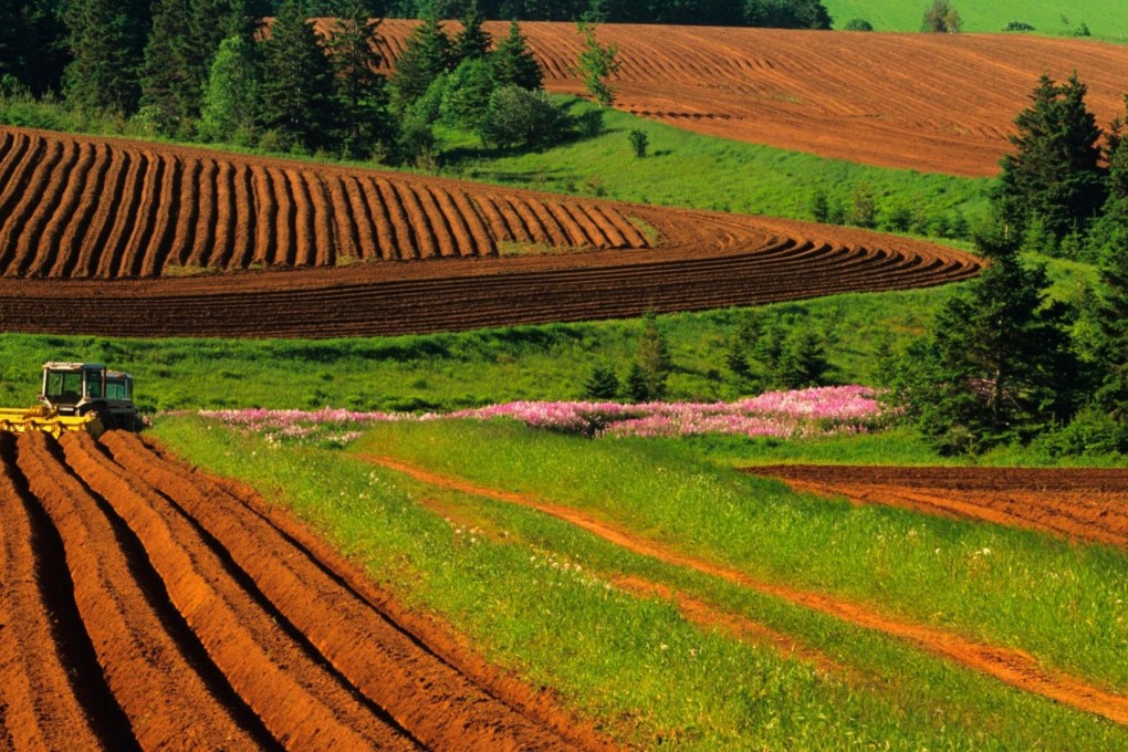 Potato farmers are installing metal detectors.Photo: SCMP Pictures