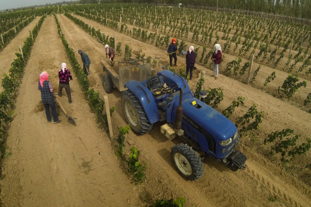 Ningxia is turning into an important base for wine production in China. Photo: SCMP Pictures