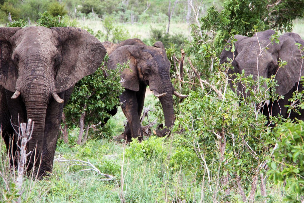 A herd of elephants in Hwange National Park in western Zimbabwe. Photo: Xinhua