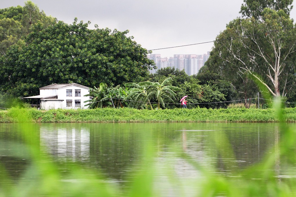 The wetlands in Nam Sang Wai, , where various developers want to build flats and hotels, span a number of abandoned fish ponds. Photo: Felix Wong