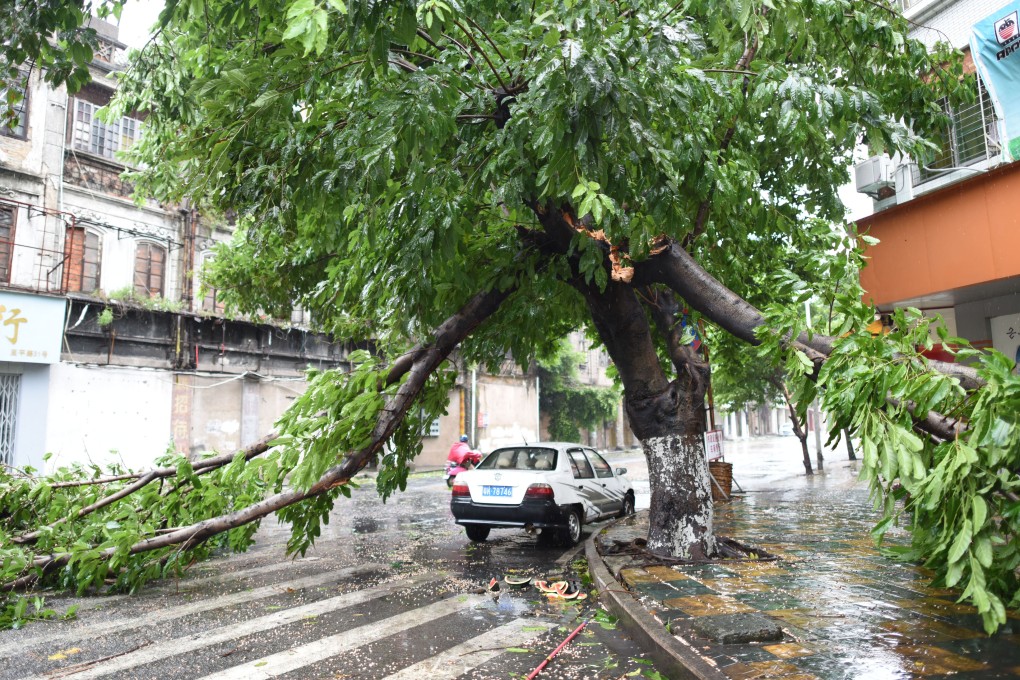 A tree lies shattered in the Guangdong city of Shantou after Typhoon Linfa brought powerful winds to the province on Thursday, with the stronger Typhoon Chan-hom expected to hit land early on Friday. Photo: Xinhua