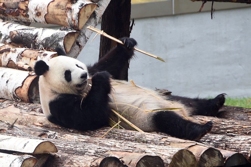 A panda chews on bamboo in a wildlife park in Changchun City, capital of northeast China's Jilin province. Photo: Xinhua